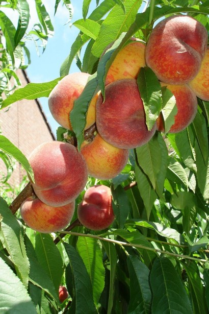 Персик домашній ‘Річ Мей’|Prunus persica ‘Rich May’|Персик домашний ‘Рич Мэй’